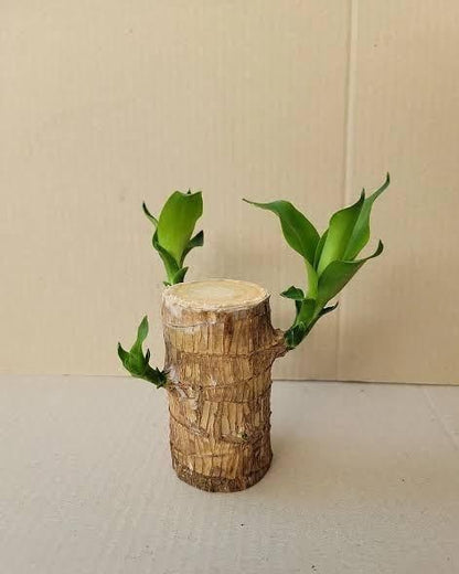 H7 Brazilian Lucky Wood Plant