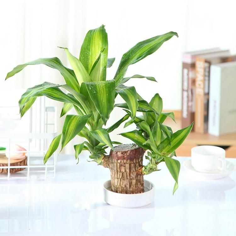 H7 Brazilian Lucky Wood Plant